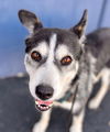 adoptable Dog in Lake Forest, CA named Tamara - Adopt Me!