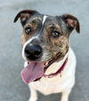 adoptable Dog in  named Khloe - Adopt Me!