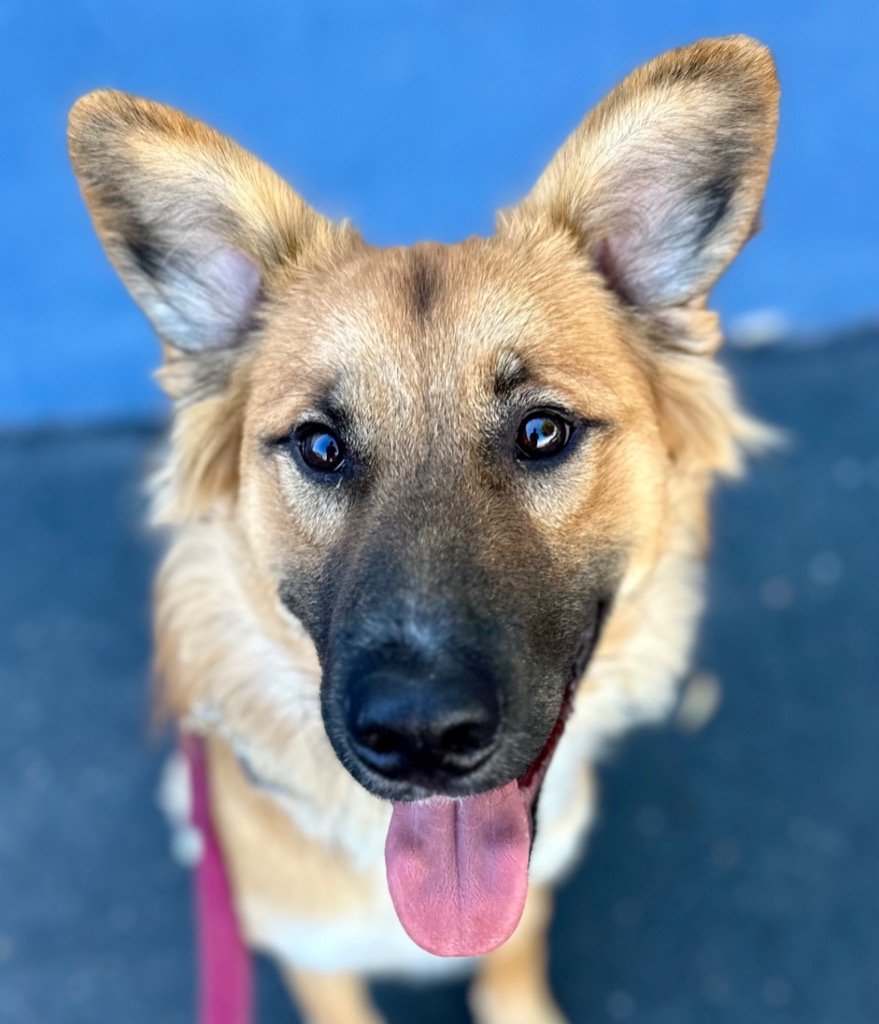 adoptable Dog in Lake Forest, CA named Jake - Foster or Adopt Me!