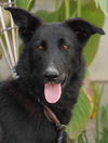 adoptable Dog in  named Meg March - CP-Foster or Adopt Me!