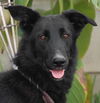 adoptable Dog in  named Meg March - CP-Foster or Adopt Me!