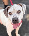 adoptable Dog in lake forest, CA named Charlotte - Foster or Adopt Me!