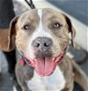 adoptable Dog in  named Tyson - Adopt Me!