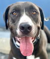 adoptable Dog in  named Tucker - Foster or Adopt Me!