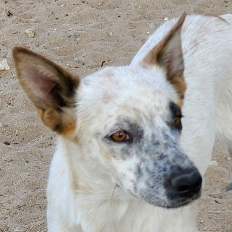 adoptable Dog in Lake Forest, CA named Obie (CP) - Adopt Me!