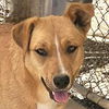 adoptable Dog in Lake Forest, CA named Tia (CP) Foster or Adopt Me!