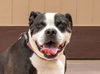 adoptable Dog in Lake Forest, CA named Rocko - Adopt Me!
