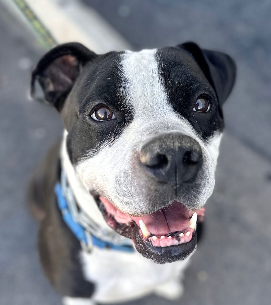 adoptable Dog in Lake Forest, CA named Rocko - Adopt Me!