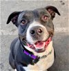 adoptable Dog in  named Frankie - Foster or Adopt Me!