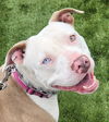 adoptable Dog in  named Millie - Foster or Adopt Me!