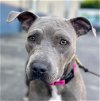 adoptable Dog in  named Clara - Foster or Adopt Me!