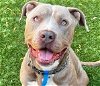 adoptable Dog in  named Kenny - Foster or Adopt Me!