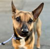 adoptable Dog in Lake Forest, CA named Molokai - Foster or Adopt Me!