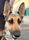 adoptable Dog in Lake Forest, CA named Momo - Adopt Me!