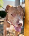 adoptable Dog in lake forest, CA named Carrie - Adopt Me!