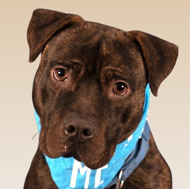 adoptable Dog in Lake Forest, CA named Prancer - Foster or Adopt Me!
