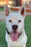 adoptable Dog in Lake Forest, CA named Ace - Foster or Adopt Me!