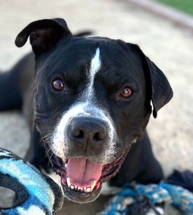 adoptable Dog in Lake Forest, CA named Norman - Foster or Adopt Me!