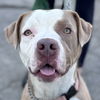 adoptable Dog in  named Fifi - Foster or Adopt Me!