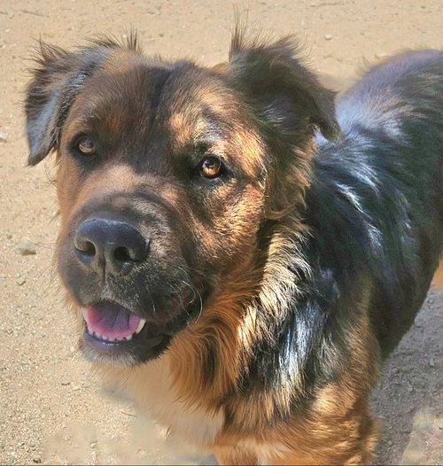 Cheelo (Courtesy Post) - Adopt Me!, an adoptable Shepherd in Lake Forest, CA