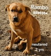 Cheelo (Courtesy Post) - Adopt Me! - Photo 2