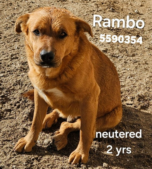 CHEELO (COURTESY POST) - ADOPT ME! - Shepherd / Corgi available for adoption