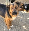 Cheelo (Courtesy Post) - Adopt Me! - Photo 3