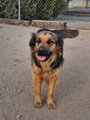 Cheelo (Courtesy Post) - Adopt Me! - Photo 4