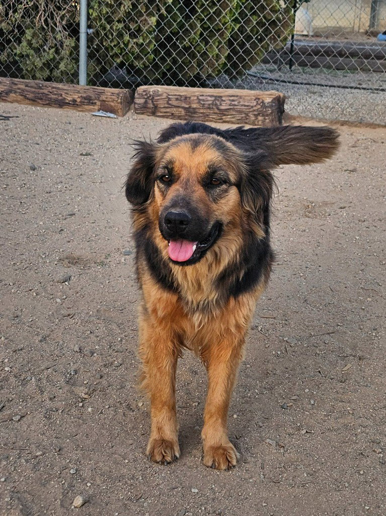 Cheelo (Courtesy Post) - Adopt Me!