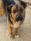 Cheelo (Courtesy Post) - Adopt Me! - Photo 2