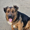 Cheelo (Courtesy Post) - Adopt Me! - Photo 3