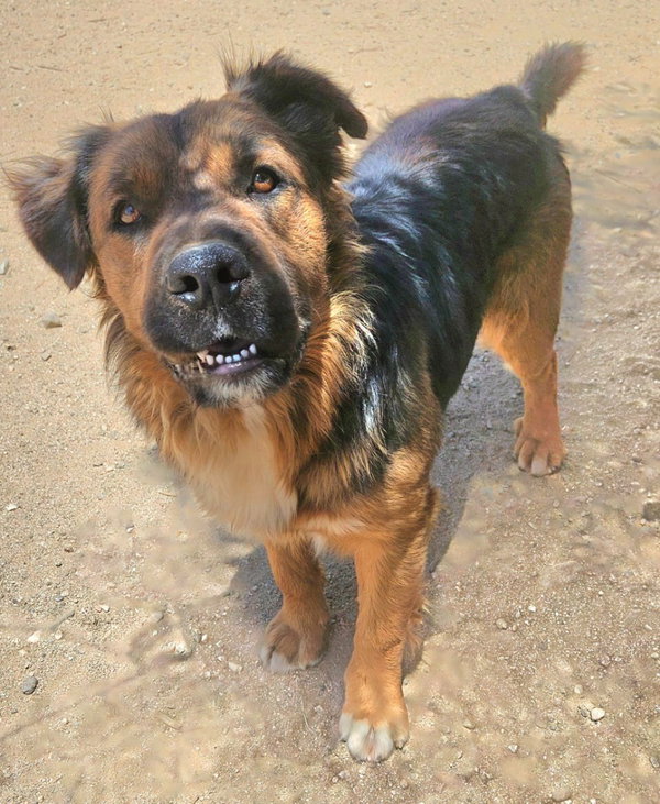 Cheelo (CP) Adopt Me!