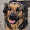 adoptable Dog in Lake Forest, CA named Sheila (CP) Adopt Me!