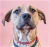 adoptable Dog in  named Fonzie - Foster or Adopt Me!
