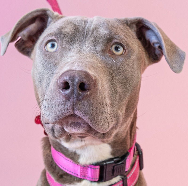 adoptable Dog in Lake Forest, CA named Sweet Ophelia - Adopt Me!