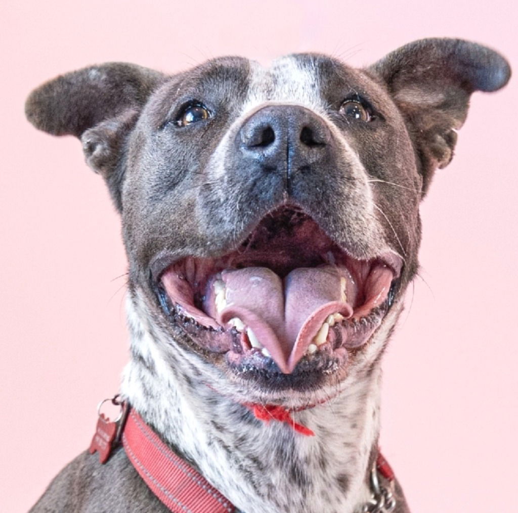 adoptable Dog in Lake Forest, CA named Akira - Foster or Adopt Me!