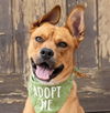 adoptable Dog in  named Holly - Adopt Me!