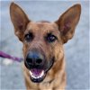 adoptable Dog in lake forest, CA named Cali - Foster or Adopt Me!