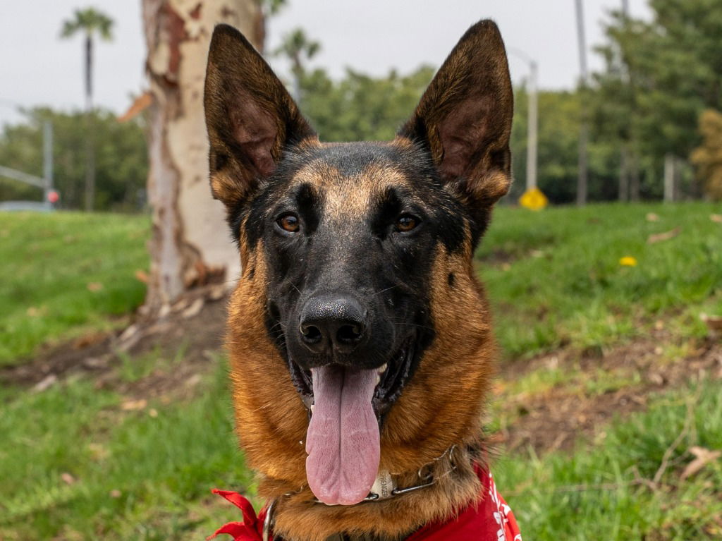 adoptable Dog in Lake Forest, CA named Sirius - Foster or Adopt Me!