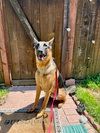 Sirius - Adopt Me! - Photo 2
