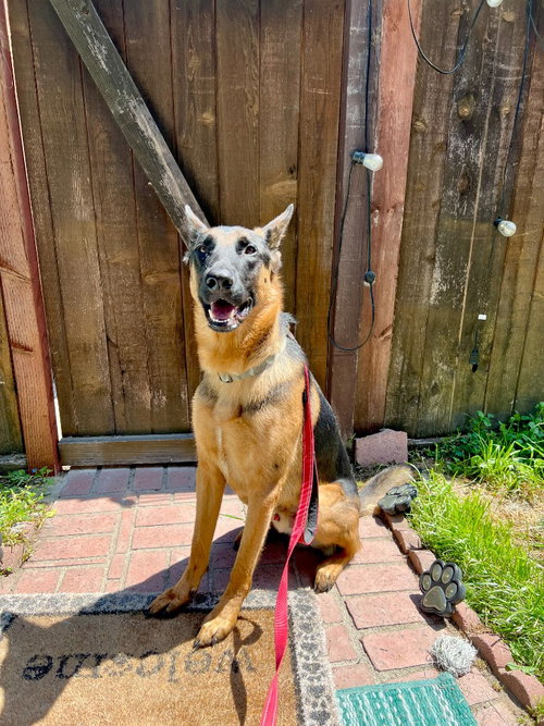 SIRIUS - ADOPT ME! - German Shepherd Dog available for adoption