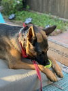Sirius - Adopt Me! - Photo 3