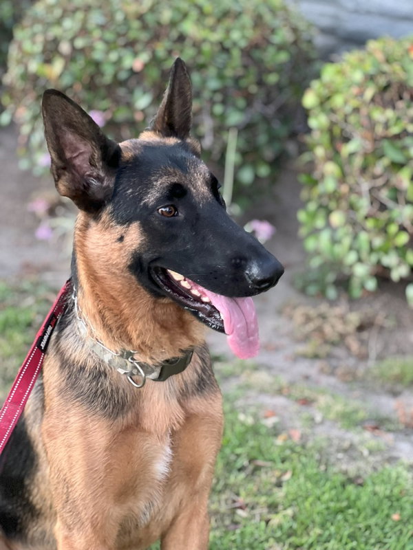 Sirius - Adopt Me!