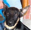 adoptable Dog in  named Sirrius - Adopt Me!