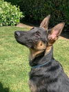 adoptable Dog in Lake Forest, CA named Sirrius - Adopt Me!