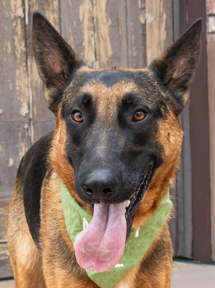 adoptable Dog in Lake Forest, CA named Xander - Adopt Me!