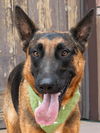 adoptable Dog in  named Xander - Adopt Me!