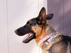 Xander - Adopt Me! - Photo 3