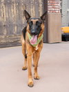 Xander - Adopt Me! - Photo 4
