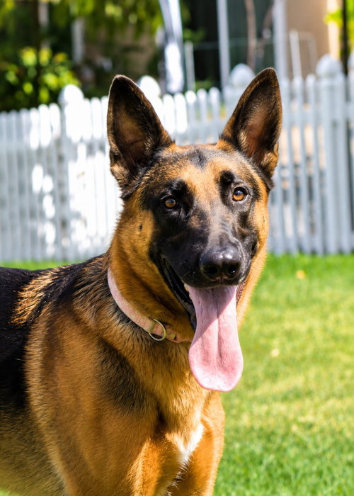 Xander - Adopt Me!, an adoptable German Shepherd Dog in Lake Forest, CA